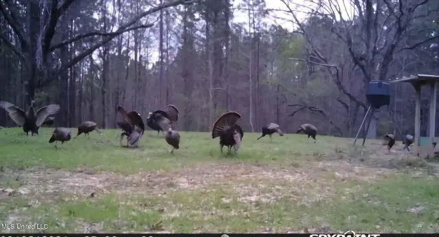 $804,600 | 0 Green Door Road, Eupora, MS 39744