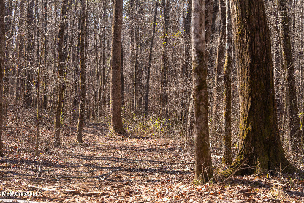 0 Green Door Road Eupora, MS 39744 - Photo 11 of 67 P1202288