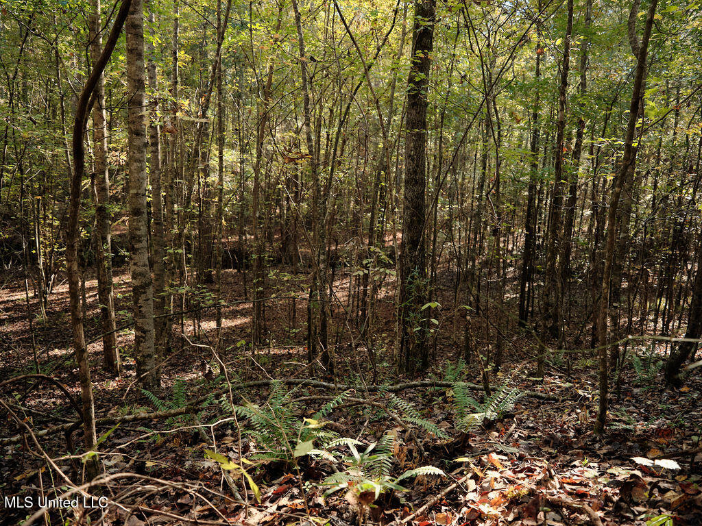 0 Green Door Road Eupora, MS 39744 - Photo 16 of 48 DSCF3237