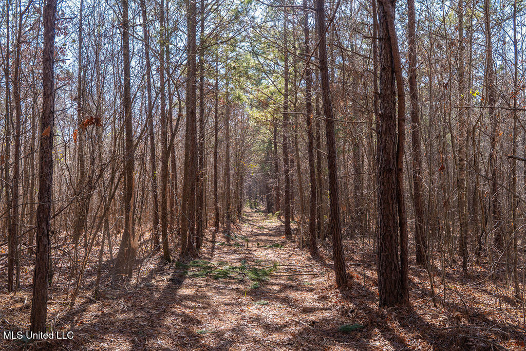 0 Green Door Road Eupora, MS 39744 - Photo 18 of 67 P1202306