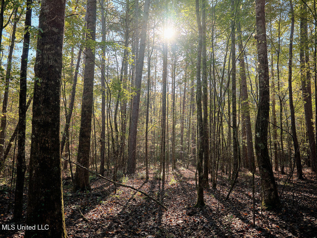 0 Green Door Road Eupora, MS 39744 - Photo 20 of 48 DSCF3254