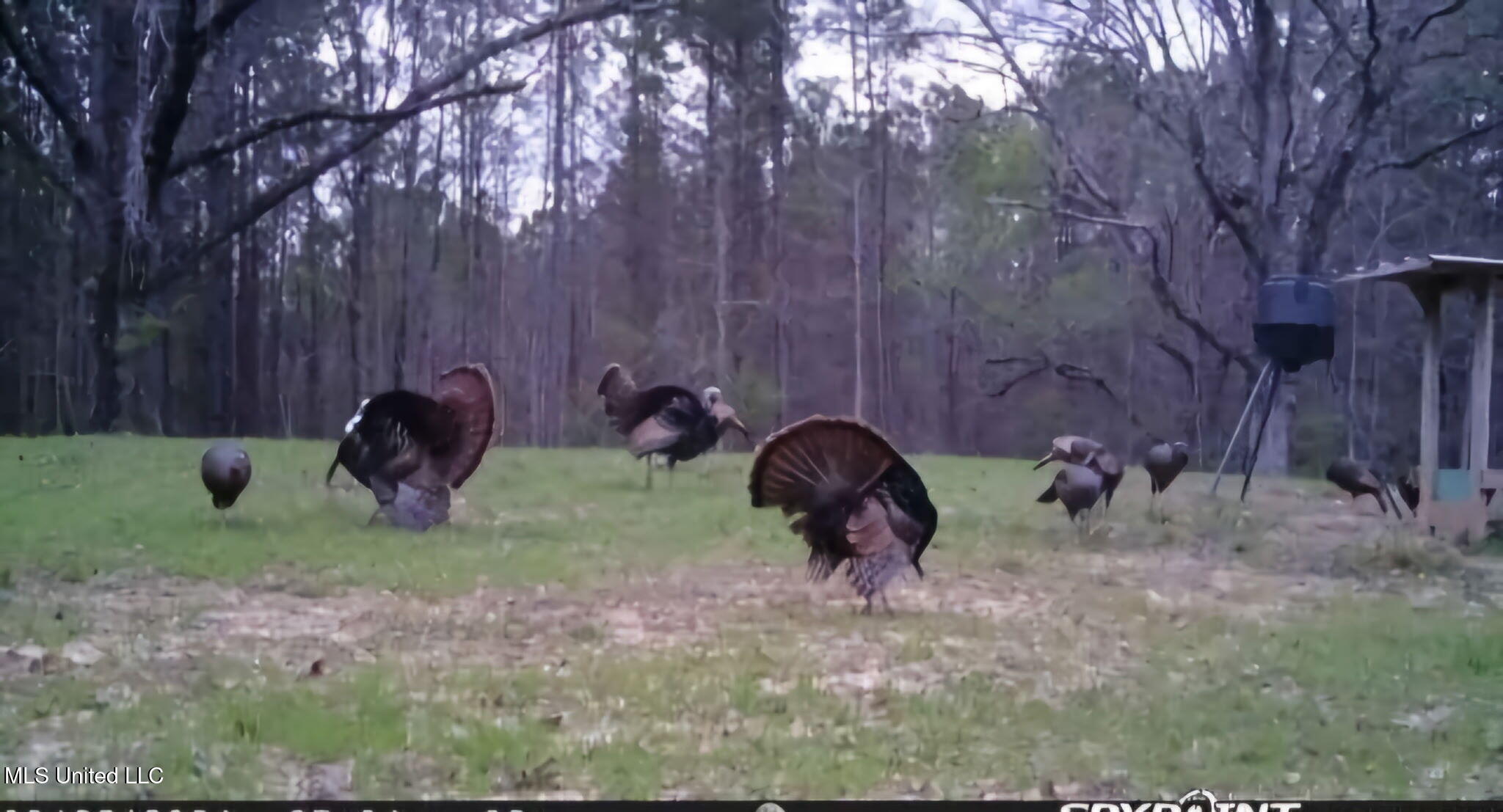 0 Green Door Road Eupora, MS 39744 - Photo 2 of 48 4949886922501719143