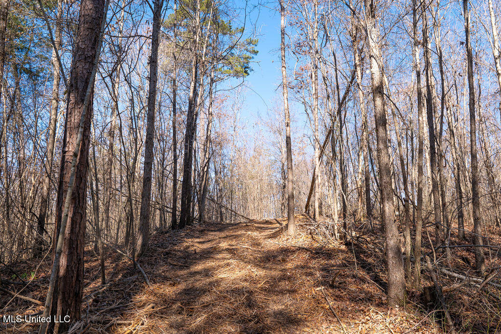0 Green Door Road Eupora, MS 39744 - Photo 2 of 67 P1202263