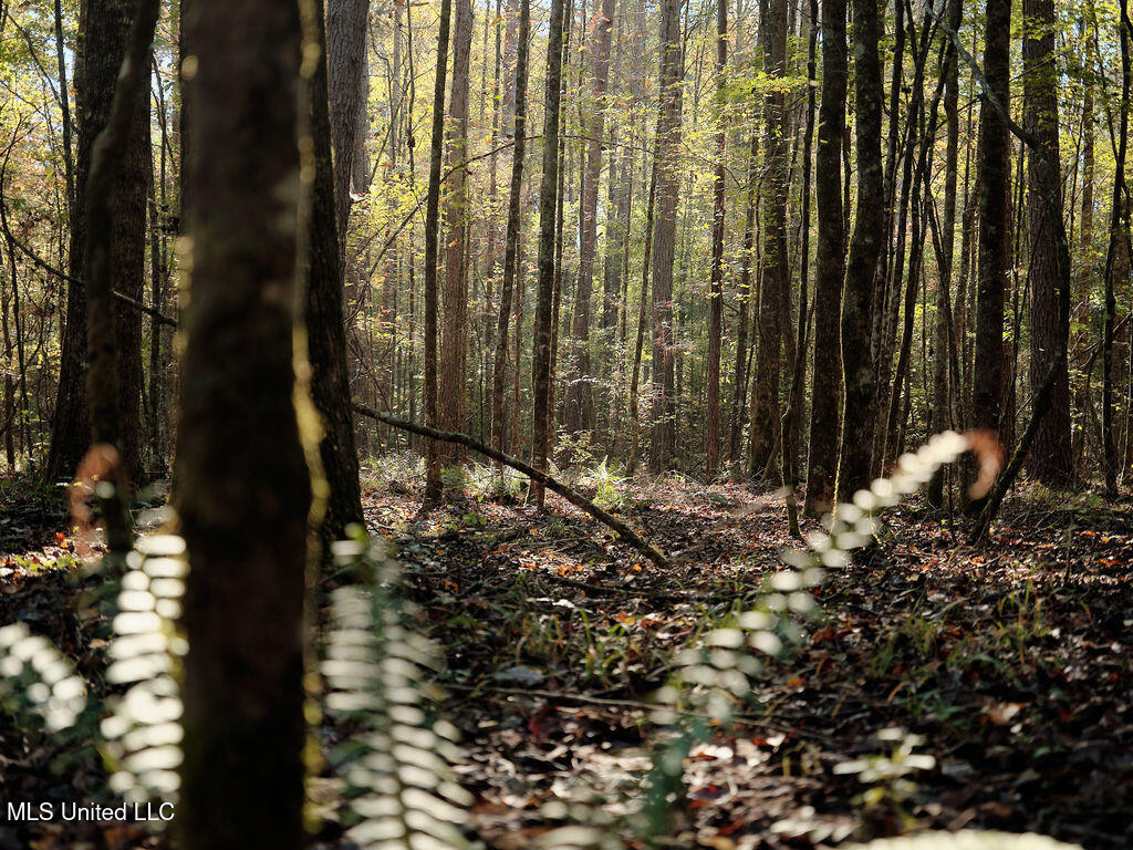 0 Green Door Road Eupora, MS 39744 - Photo 21 of 48 DSCF3262