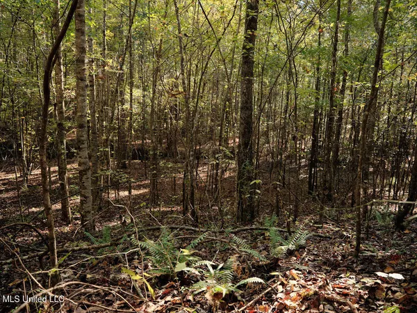 $750,000 | 0 Green Door Road, Eupora, MS 39744