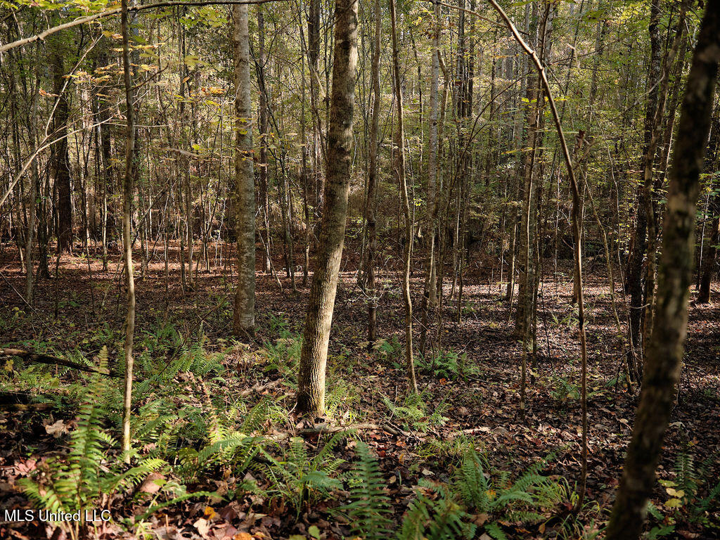 0 Green Door Road Eupora, MS 39744 - Photo 33 of 67 DSCF3238