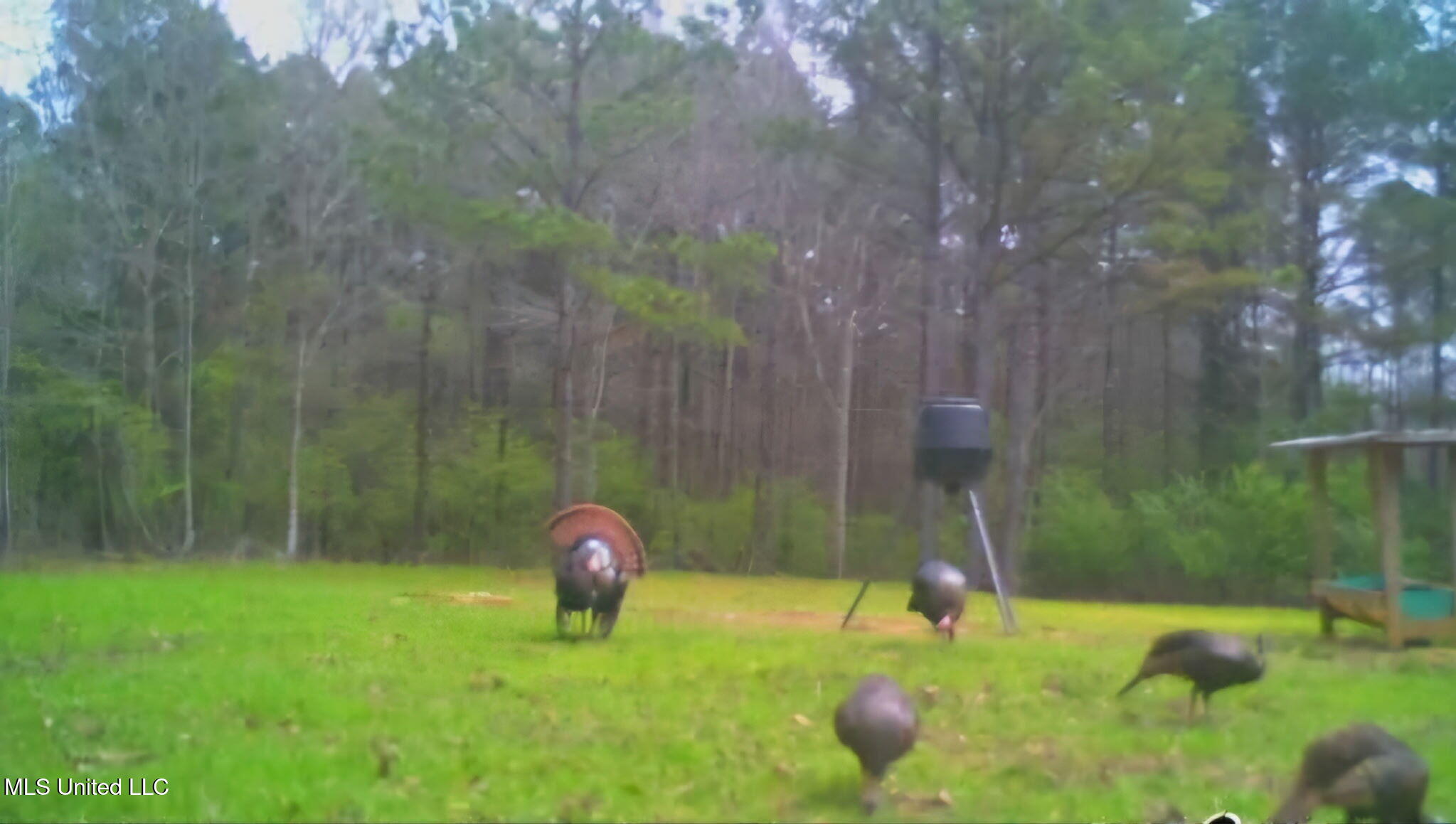 0 Green Door Road Eupora, MS 39744 - Photo 37 of 48 4944246615675954053