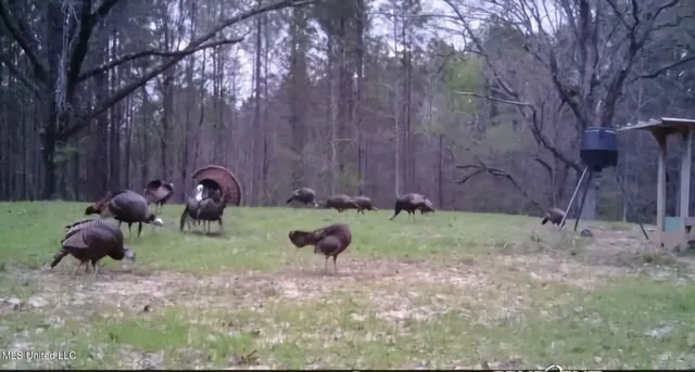 $804,600 | 0 Green Door Road, Eupora, MS 39744