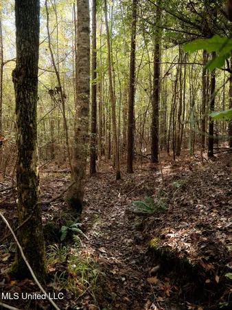 $750,000 | 0 Green Door Road, Eupora, MS 39744