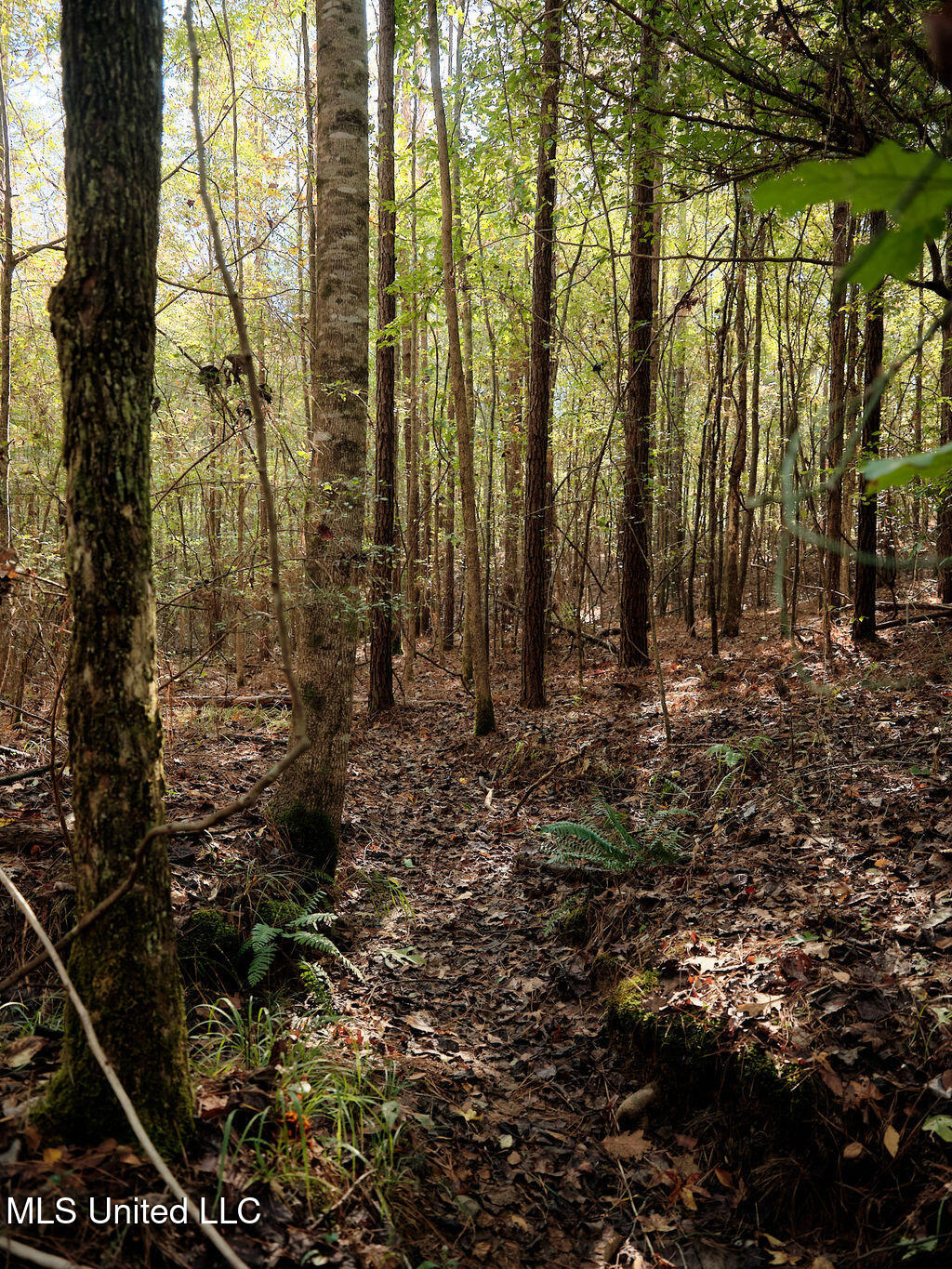 0 Green Door Road Eupora, MS 39744 - Photo 38 of 67 DSCF3266