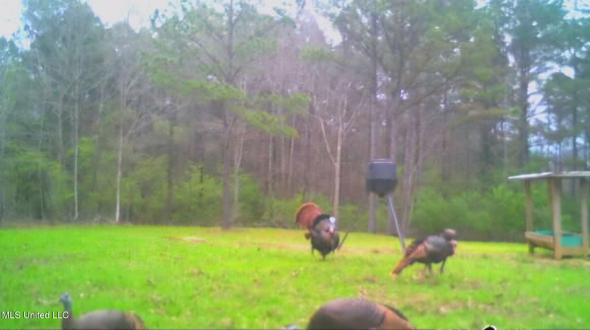 0 Green Door Road Eupora, MS 39744 - Photo 39 of 48 718722516716132847