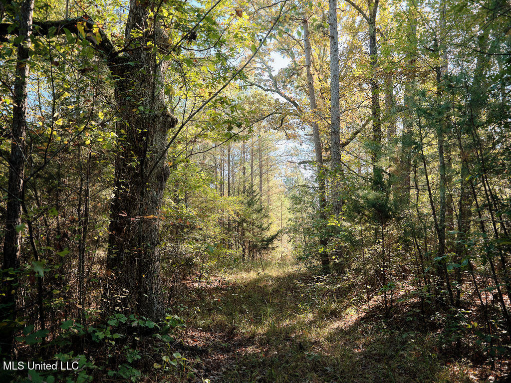 0 Green Door Road Eupora, MS 39744 - Photo 40 of 67 DSCF3271