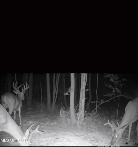 $804,600 | 0 Green Door Road, Eupora, MS 39744