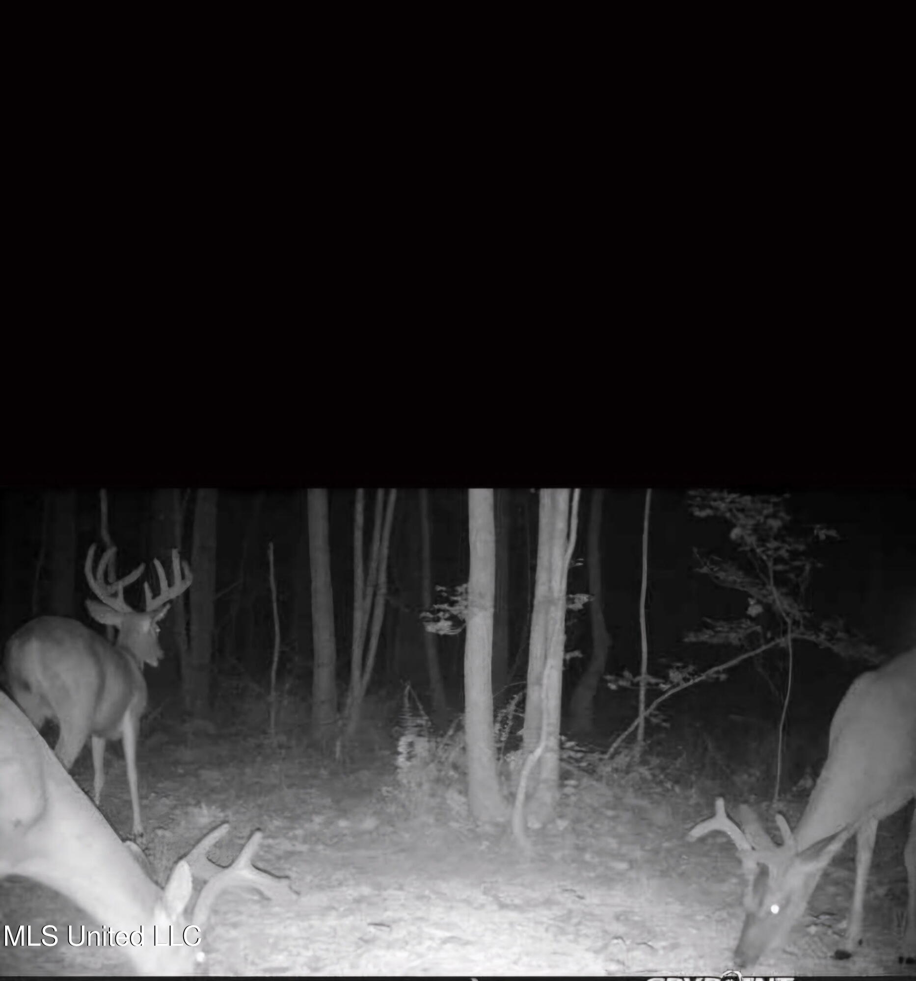 0 Green Door Road Eupora, MS 39744 - Photo 4 of 48 913080365789610013