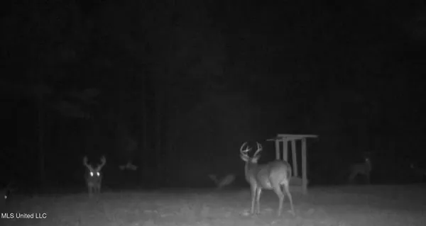 $750,000 | 0 Green Door Road, Eupora, MS 39744