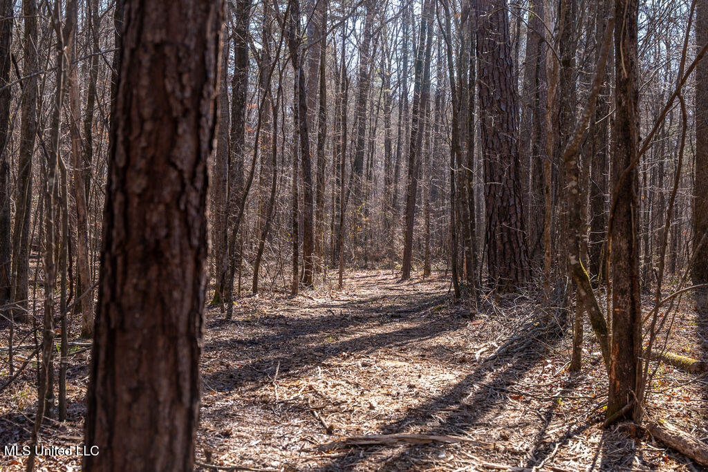 0 Green Door Road Eupora, MS 39744 - Photo 5 of 67 P1202272
