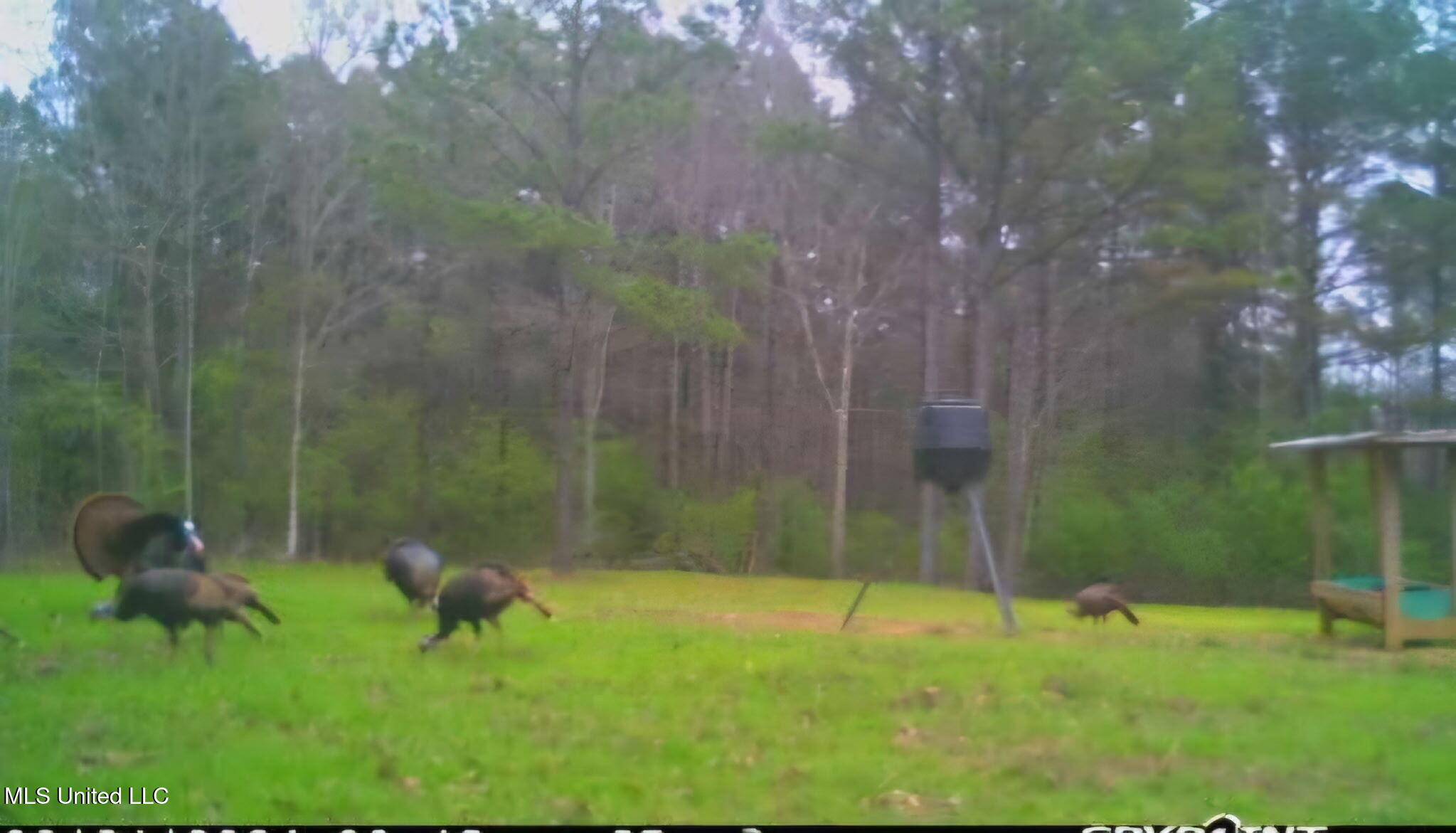 0 Green Door Road Eupora, MS 39744 - Photo 52 of 67 119764767642527233