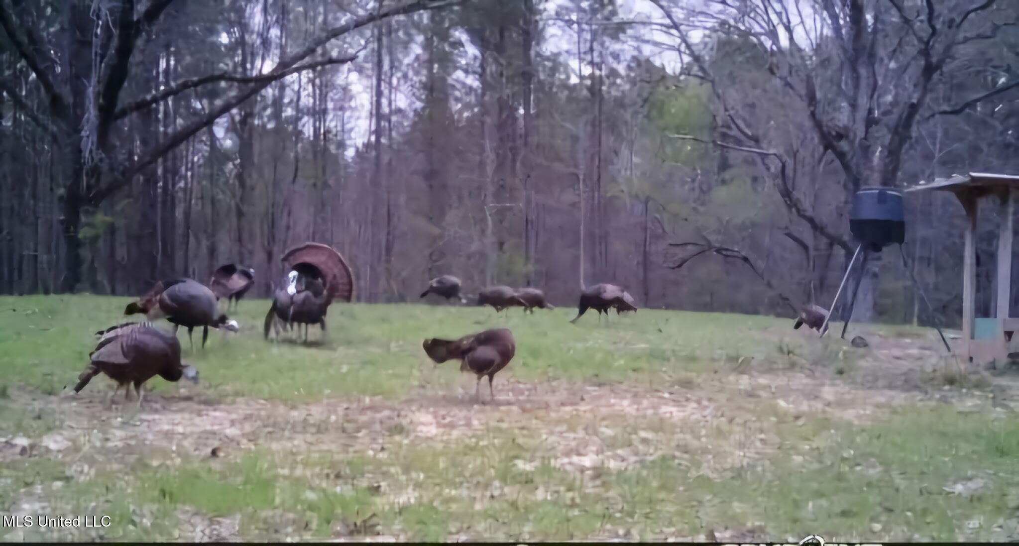 0 Green Door Road Eupora, MS 39744 - Photo 56 of 67 2363117118438150497