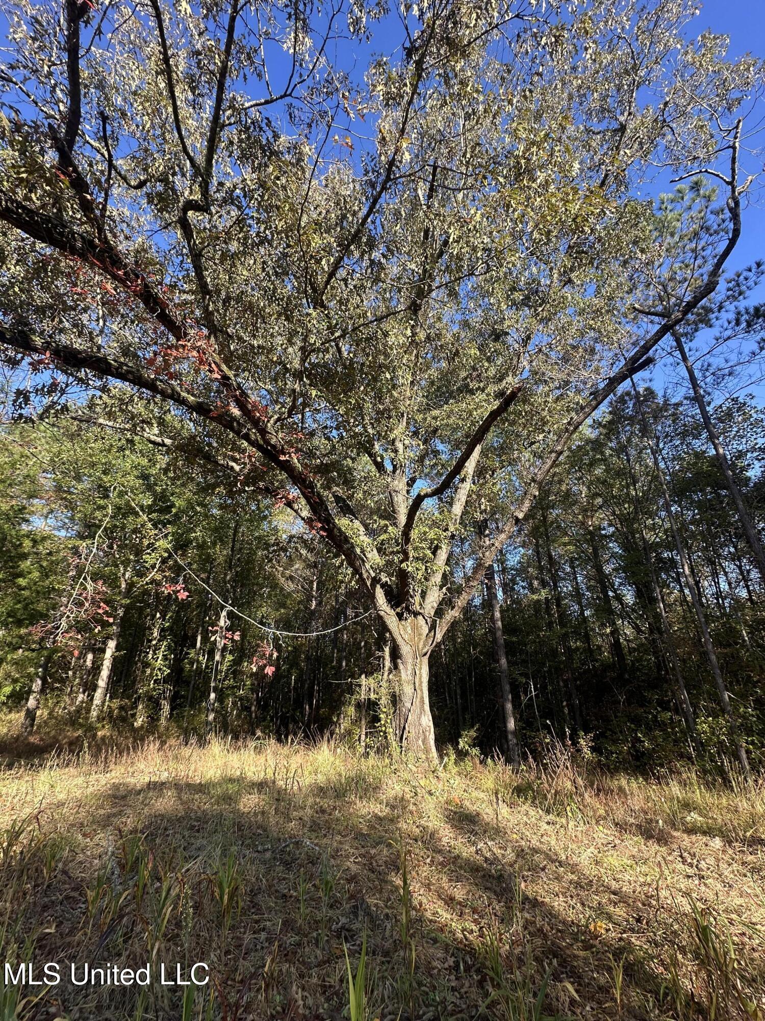 0 Green Door Road Eupora, MS 39744 - Photo 66 of 67 IMG_7180