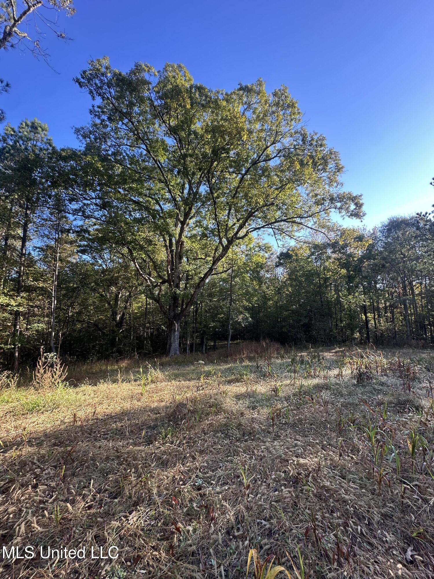 0 Green Door Road Eupora, MS 39744 - Photo 67 of 67 IMG_7179