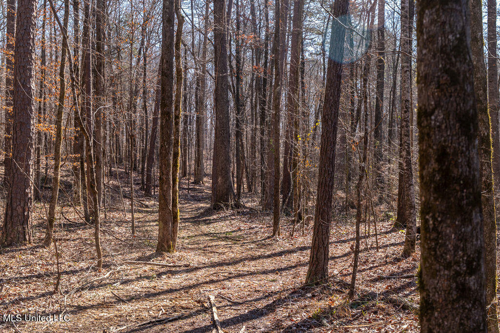 0 Green Door Road Eupora, MS 39744 - Photo 8 of 67 P1202277