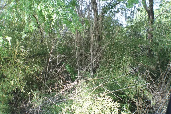 a view of a plant with a tree