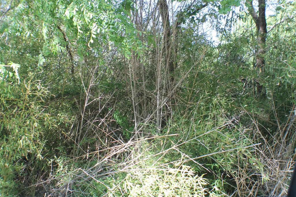 1004 Owhyhe Road Tool, TX 75143 - Photo 3 of 4 a view of a plant with a tree