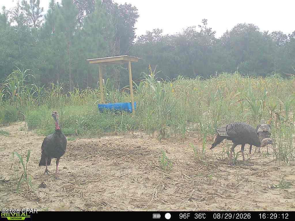 0 Autumn Road Malone, FL 32445 - Photo 7 of 66 Gallery Image 7