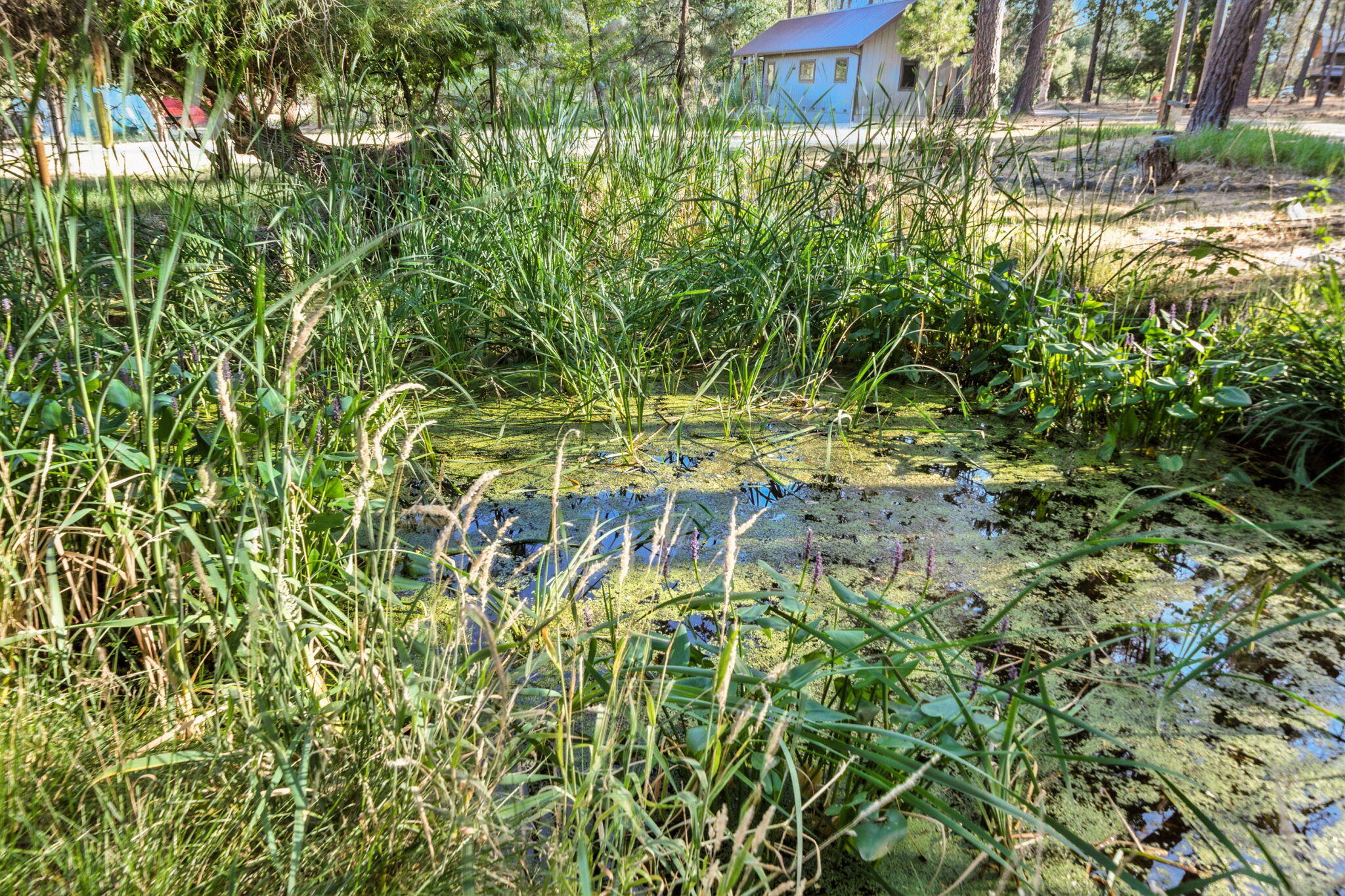61 Chief George Lewiston, CA 96052 - Photo 58 of 101 a backyard of a house with lots of green space and chair