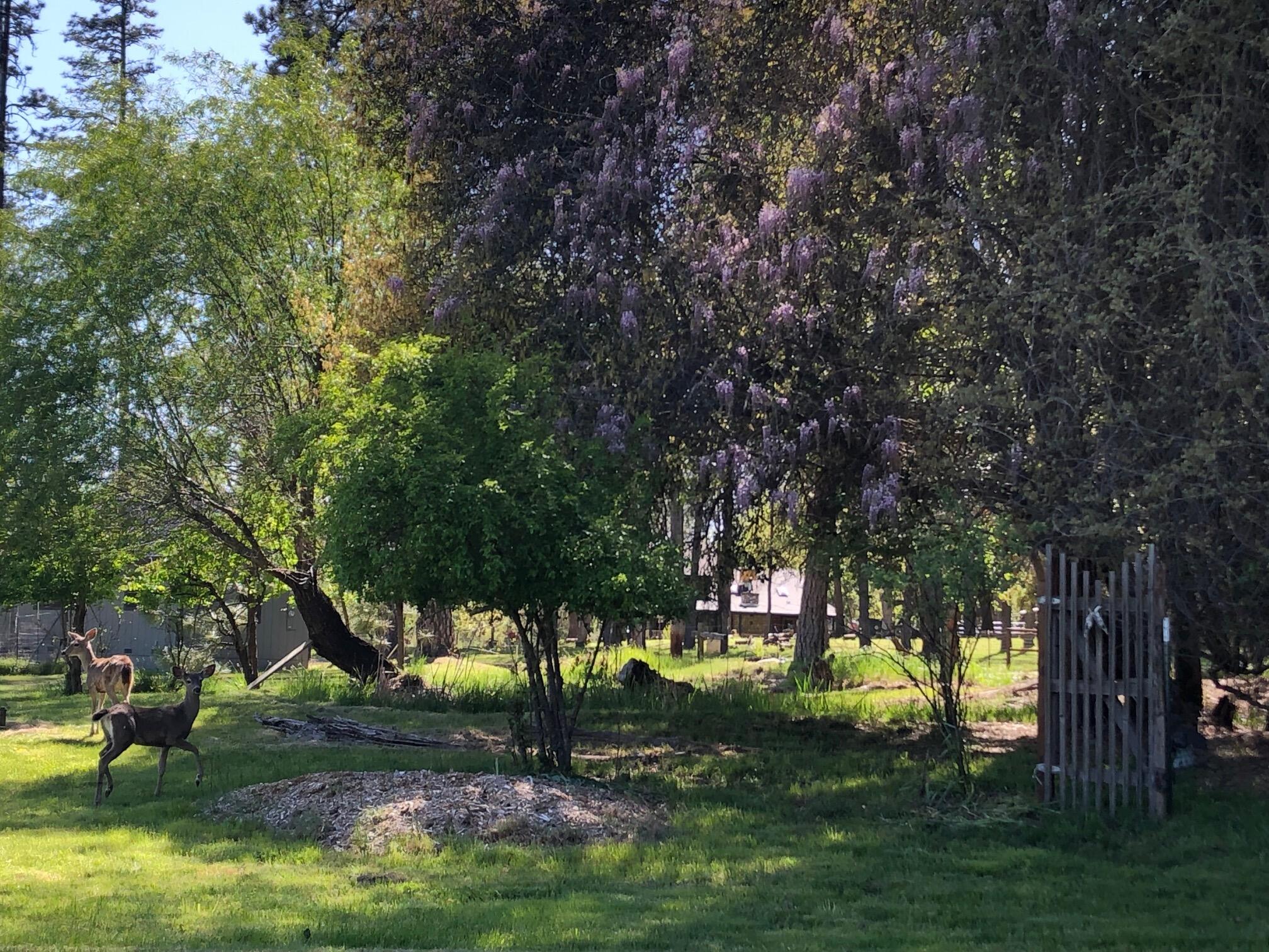 61 Chief George Lewiston, CA 96052 - Photo 6 of 101 a view of a park