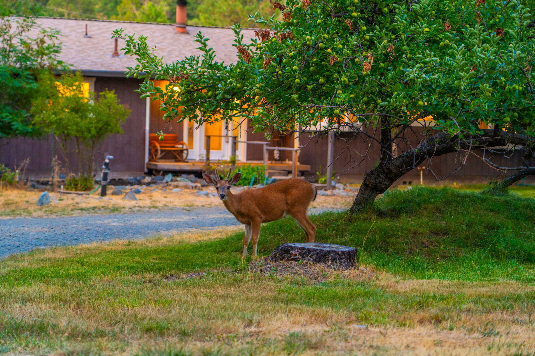 61 Chief George Lewiston, CA 96052 - Photo 88 of 101 a backyard of a house with table and chairs