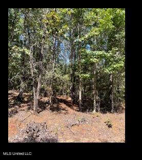 Lower Milligan Springs Road Kilmichael, MS 39747 - Photo 2 of 8 Picture2