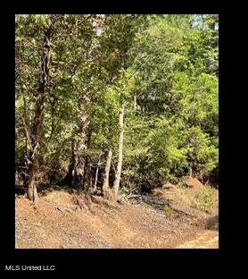 Lower Milligan Springs Road Kilmichael, MS 39747 - Photo 3 of 8 Picture3