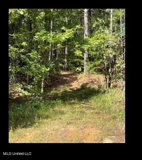 Lower Milligan Springs Road Kilmichael, MS 39747 - Photo 4 of 8 Picture4