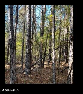 Lower Milligan Springs Road Kilmichael, MS 39747 - Photo 5 of 8 Picture5