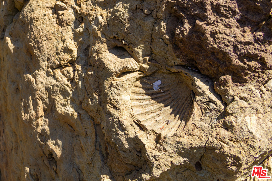 210 Lorine Lane Malibu, CA 90265 - Photo 22 of 48 a view of tree