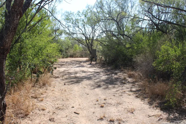 a view of a tree in the middle of a yard