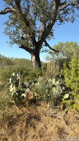 a view of a yard with a tree