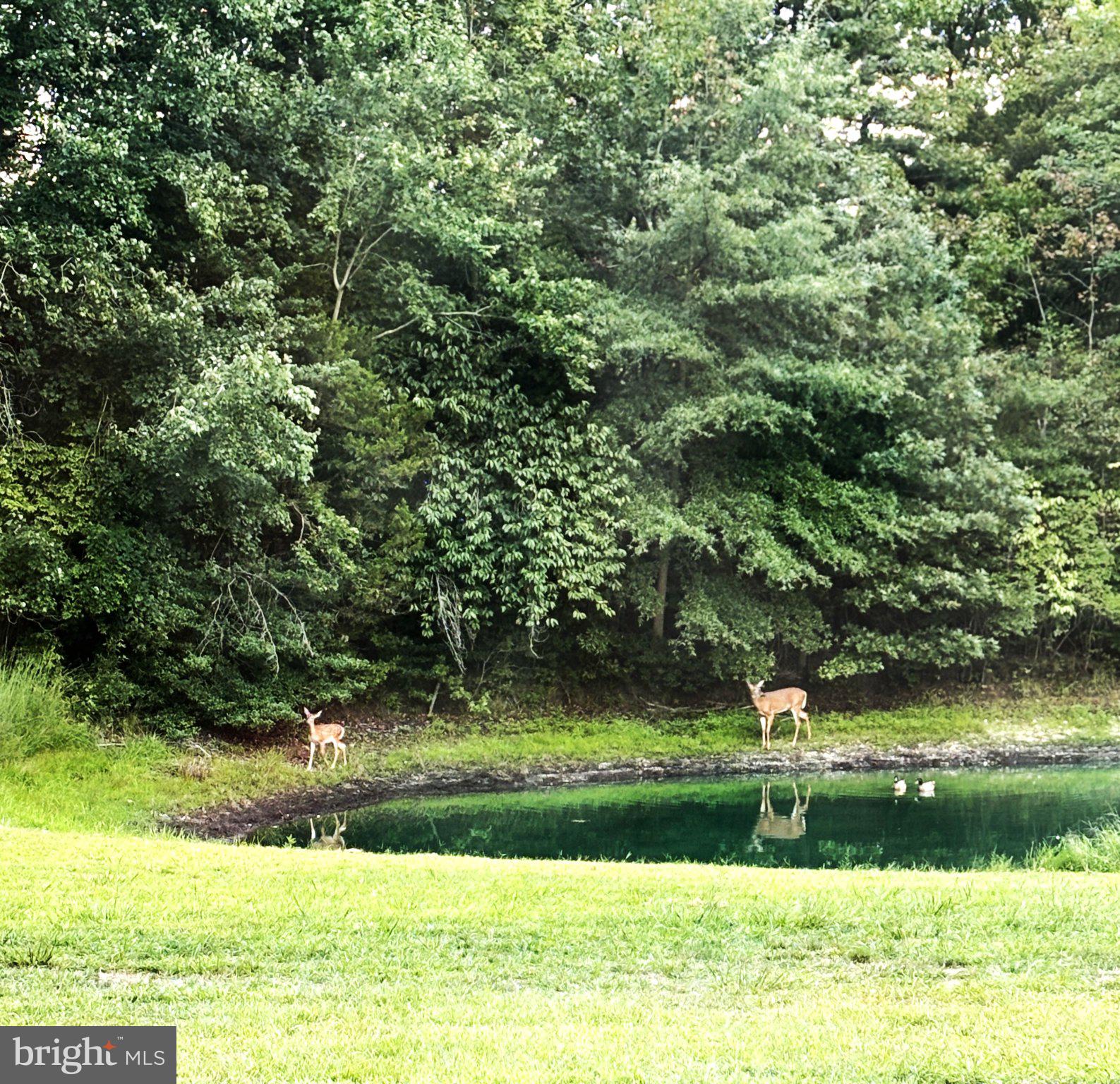 57 Island Road Monroeville, NJ 08343 - Photo 81 of 82 Serene wildlife by the tranquil pond.