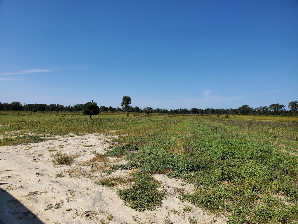 0 Heritage Road Williston, SC 29853 - Photo 2 of 3