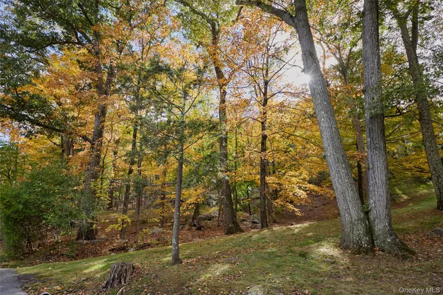 a view of a yard with trees