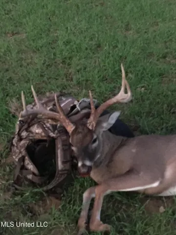 $5,841,640 | 4 Ms Holly Springs, Holly Springs, MS 38635