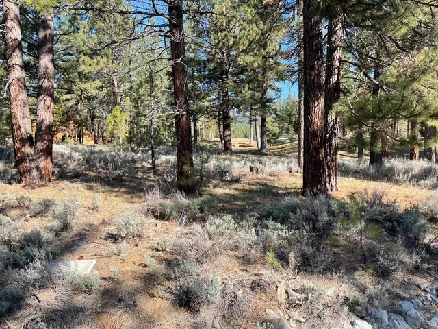 a view of a tree in the middle of a yard
