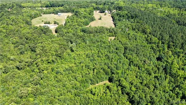 a close up of a plant in a garden