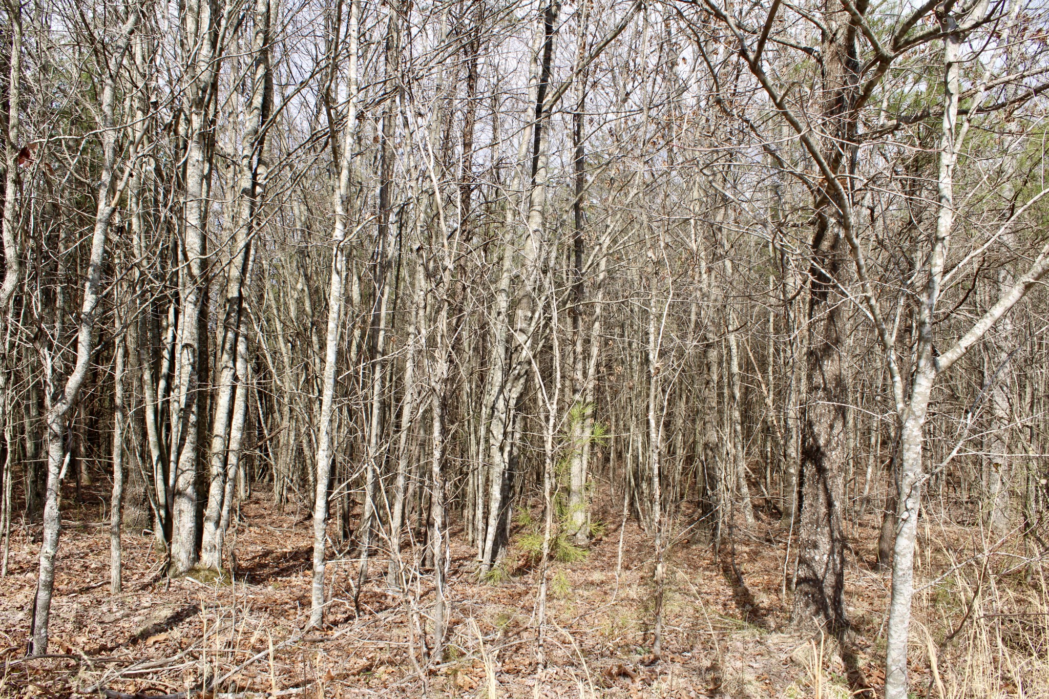 0 Denny Bend Road Spencer, TN 38585 - Photo 6 of 12