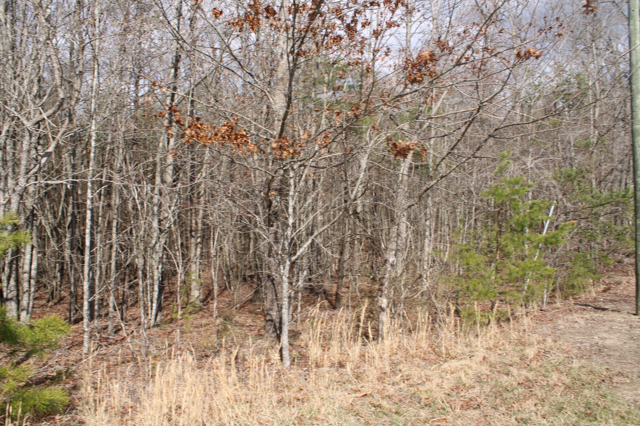 0 Denny Bend Road Spencer, TN 38585 - Photo 8 of 12