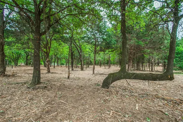 a view of a tree in the middle of a yard