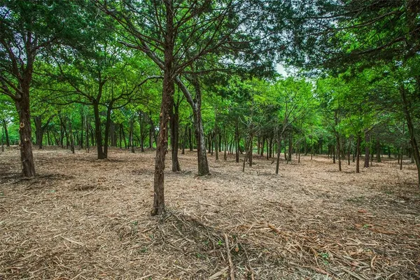 a view of a forest with trees