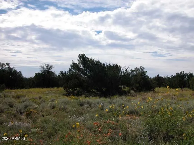 a view of outdoor space and trees