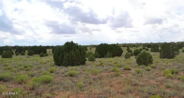 a view of a dry yard with trees
